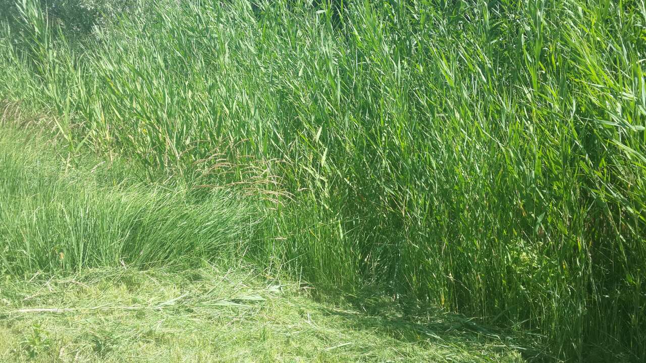 скос травы и газона