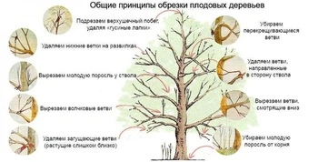 Схема обрізки дерева